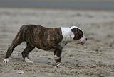 BOULEDOGUE AMERICAIN 232